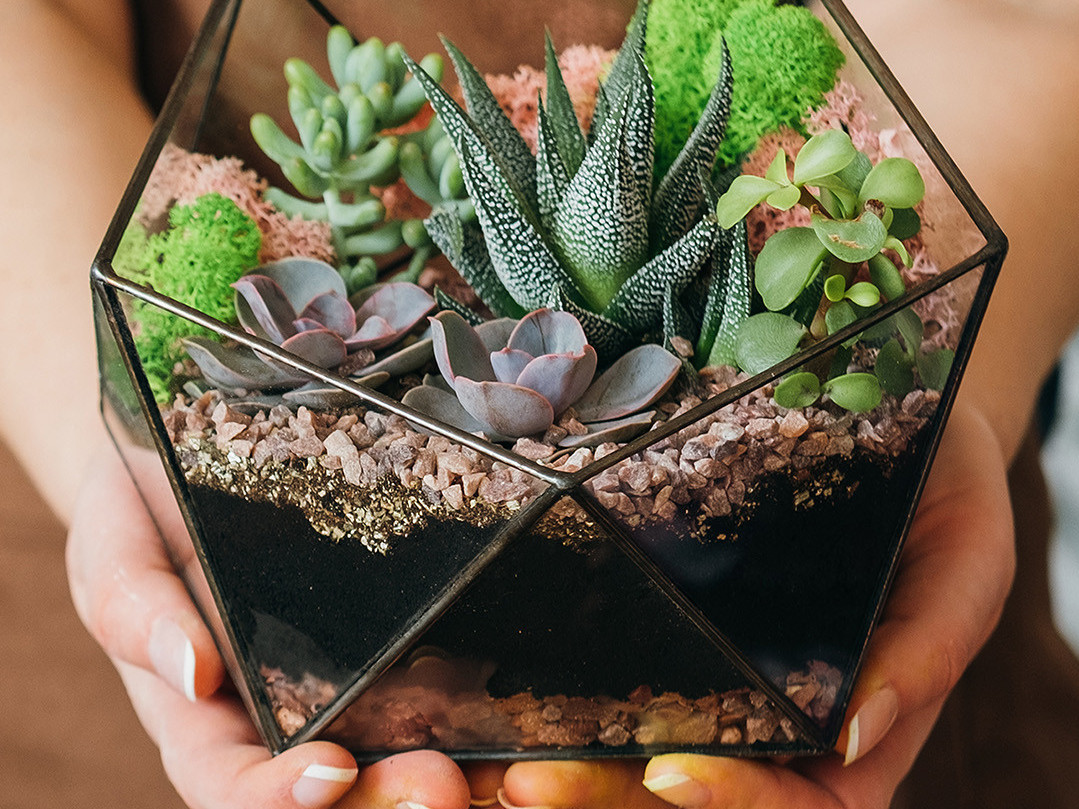 Ateliers de coupes de plantes succulentes au Jardin Exotique