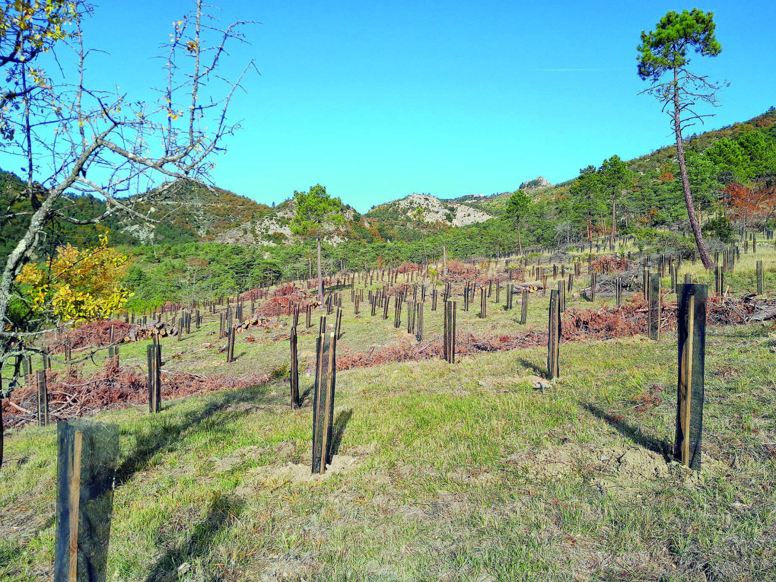 « 1 naissance = 1 arbre » se poursuit au cœur des forêts des Alpes-Maritimes