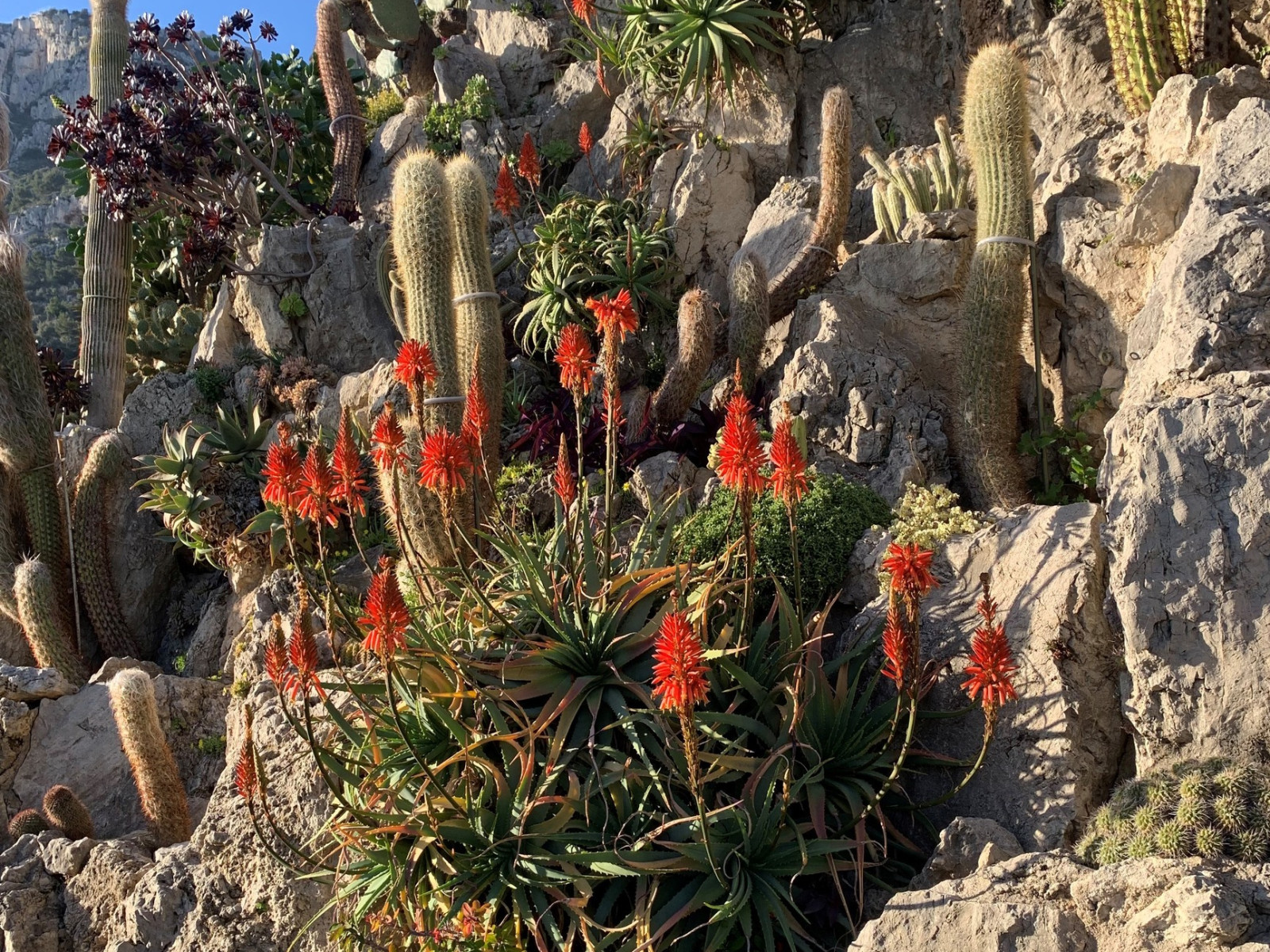 L'association des "Amis du Jardin Exotique de Monaco"