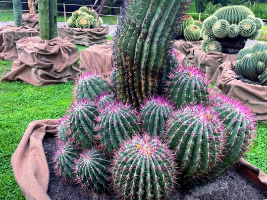 Le Jardin Exotique plébiscité au Salon Euroflora