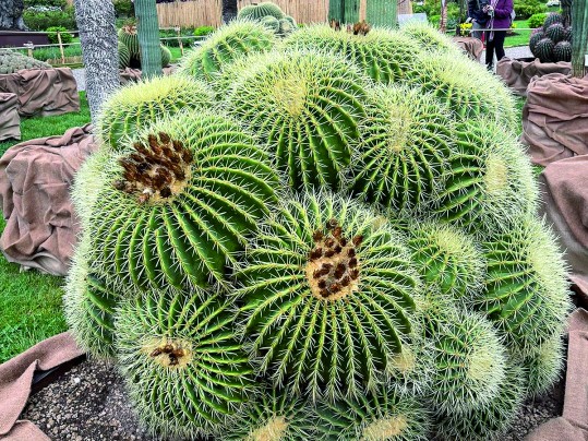 Le Jardin Exotique plébiscité au Salon Euroflora